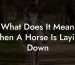 What Does It Mean When A Horse Is Laying Down