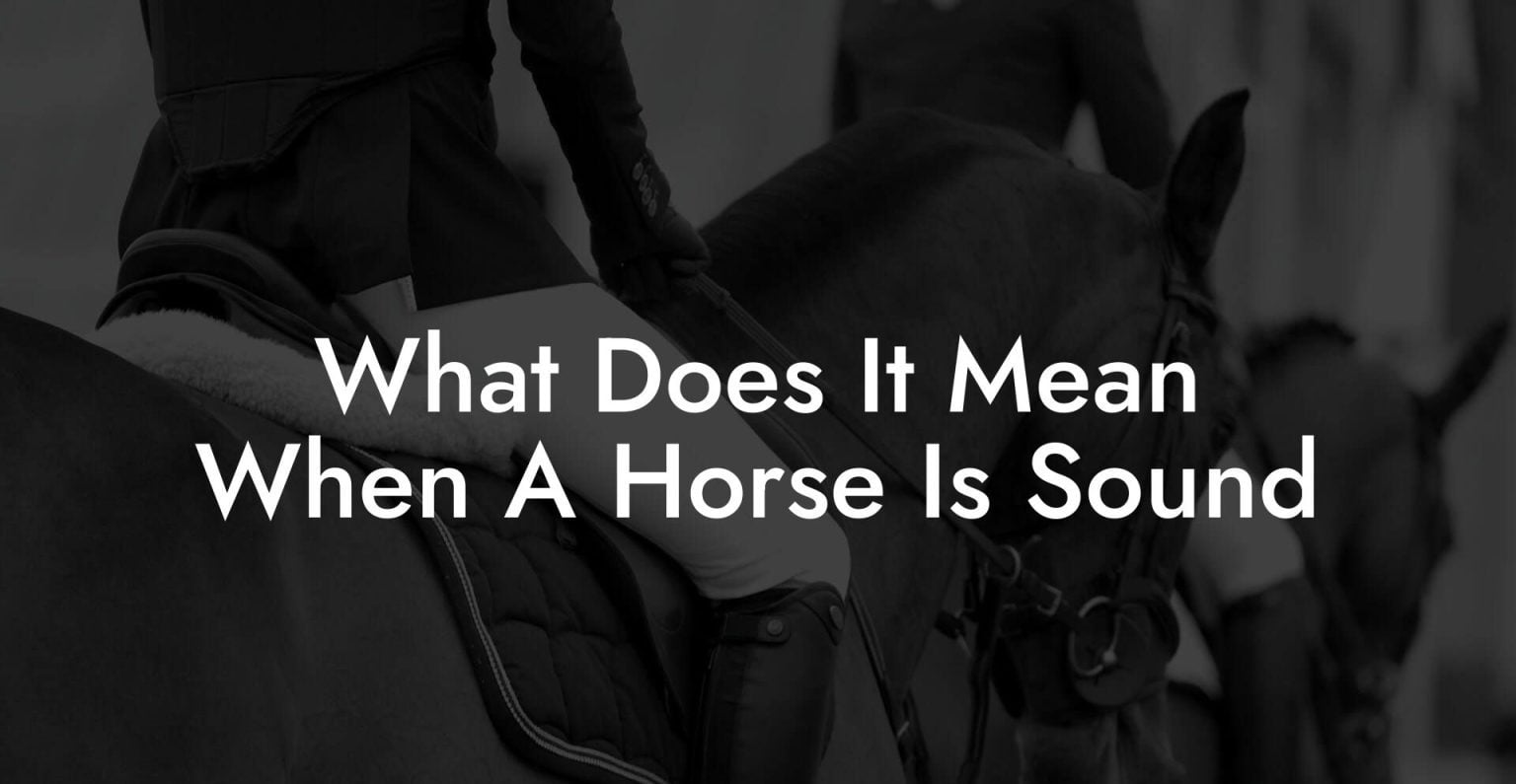 What Does It Mean When A Horse Is Sound How To Own a Horse