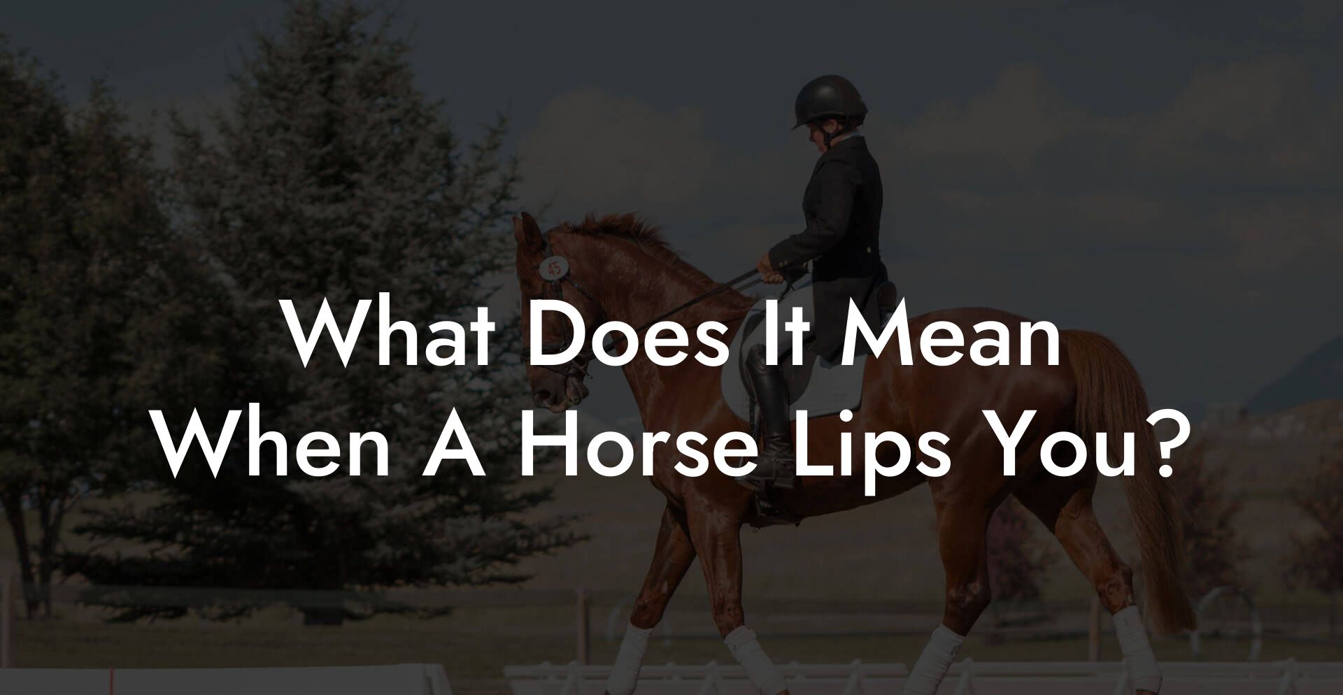 What Does It Mean When A Horse Lips You?