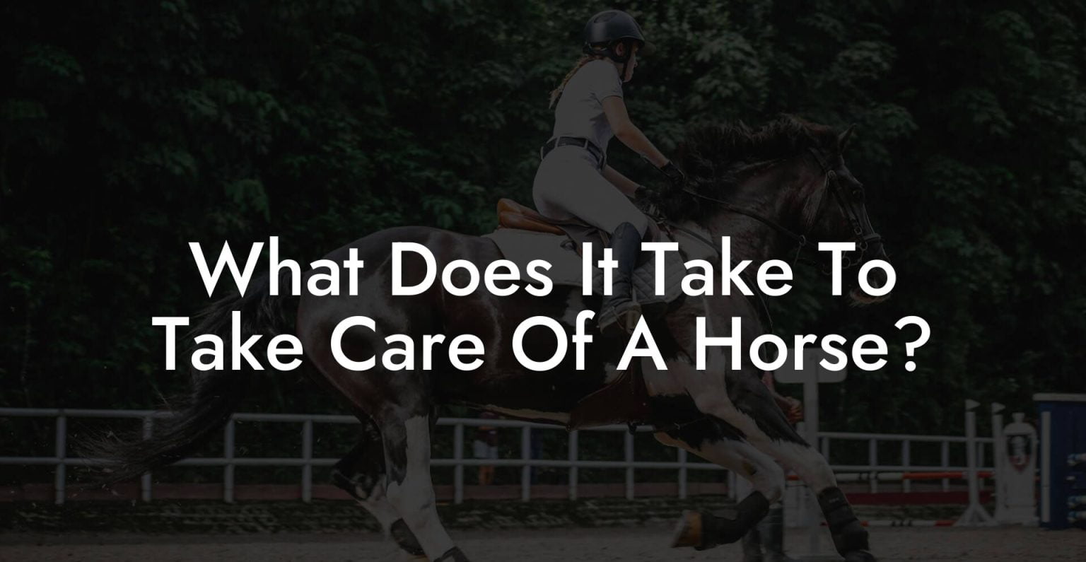 What Does It Take To Take Care Of A Horse? How To Own a Horse