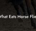 What Eats Horse Flies