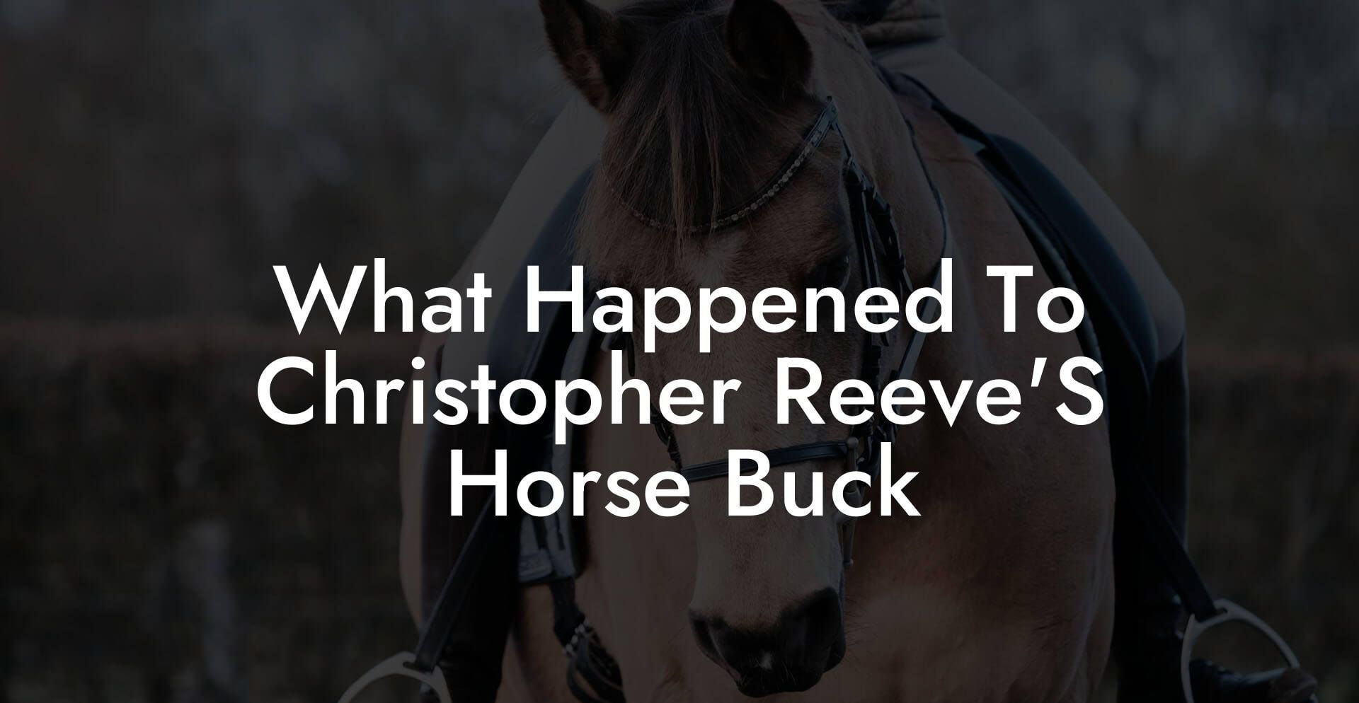 What Happened To Christopher Reeve'S Horse Buck