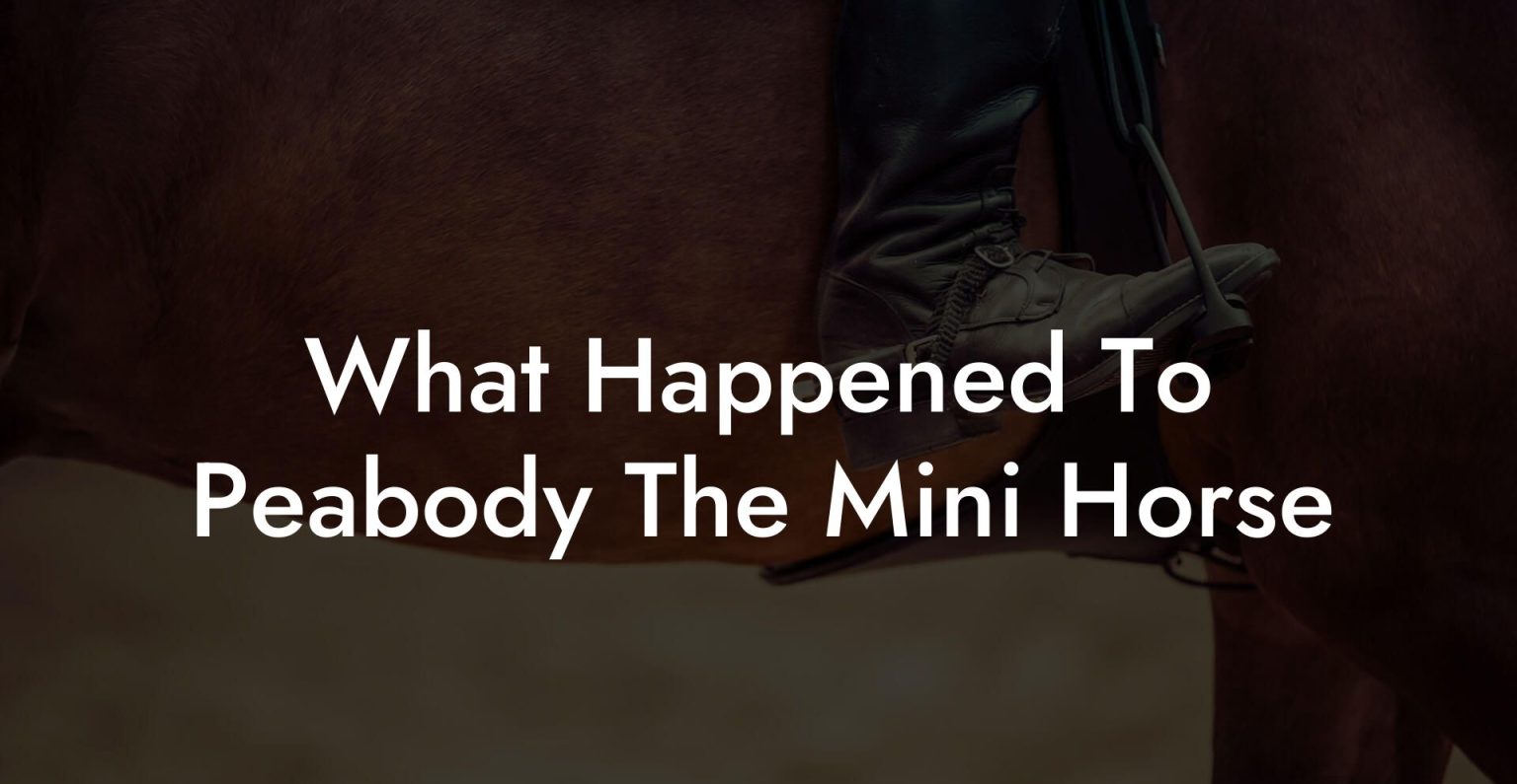 What Happened To Peabody The Mini Horse How To Own a Horse