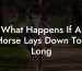 What Happens If A Horse Lays Down Too Long