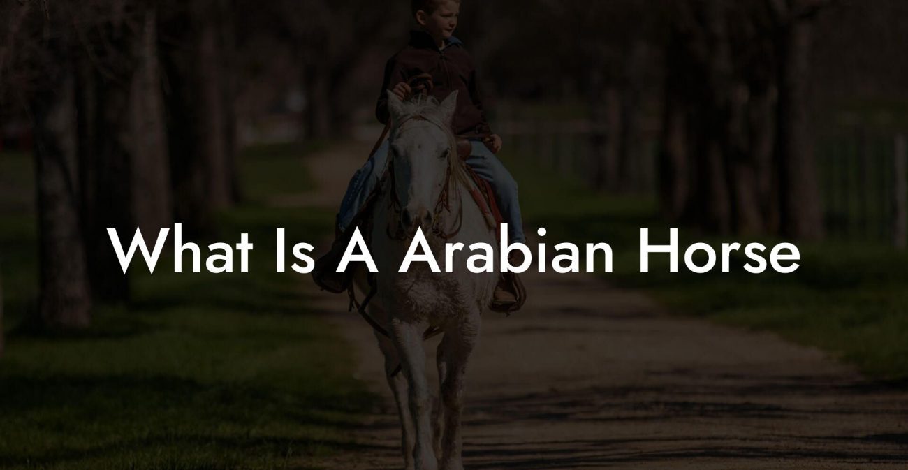 What Is A Arabian Horse