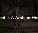 What Is A Arabian Horse