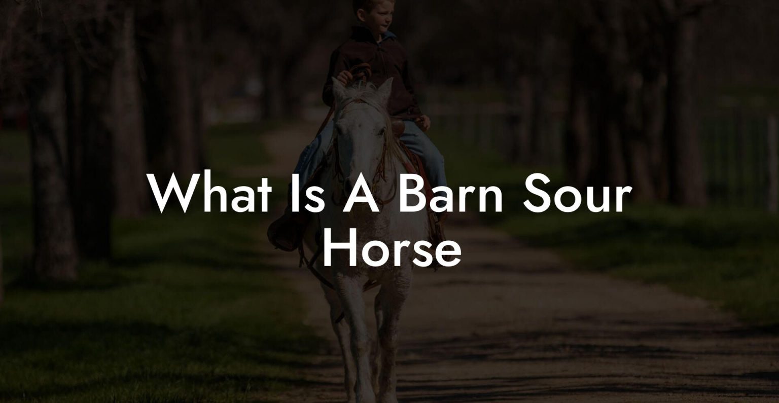 What Is A Barn Sour Horse How To Own a Horse