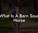 What Is A Barn Sour Horse
