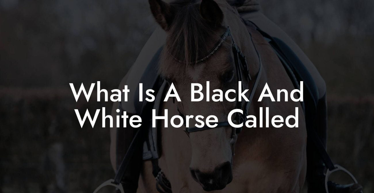 What Is A Black And White Horse Called