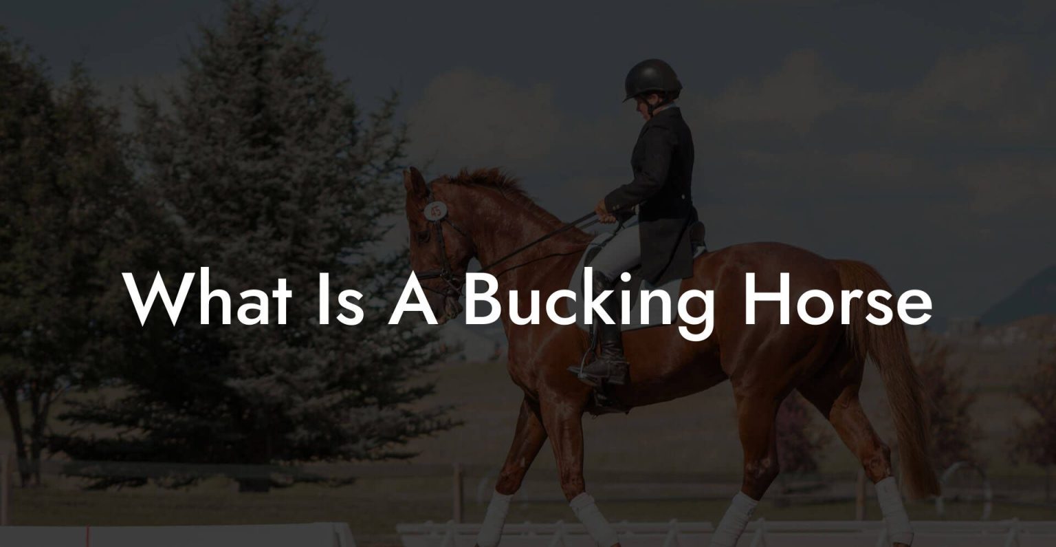 What Is A Bucking Horse How To Own a Horse