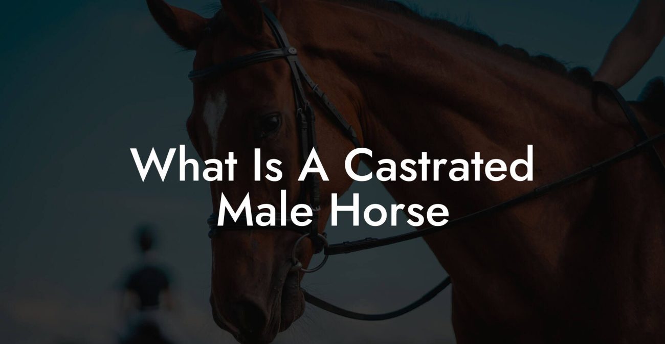 What Is A Castrated Male Horse How To Own A Horse