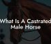 What Is A Castrated Male Horse