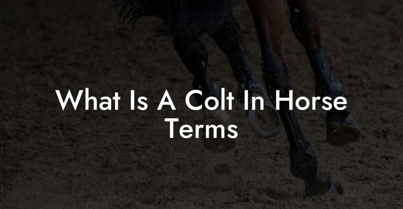 What Is A Colt In Horse Terms