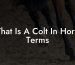 What Is A Colt In Horse Terms