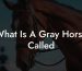 What Is A Gray Horse Called