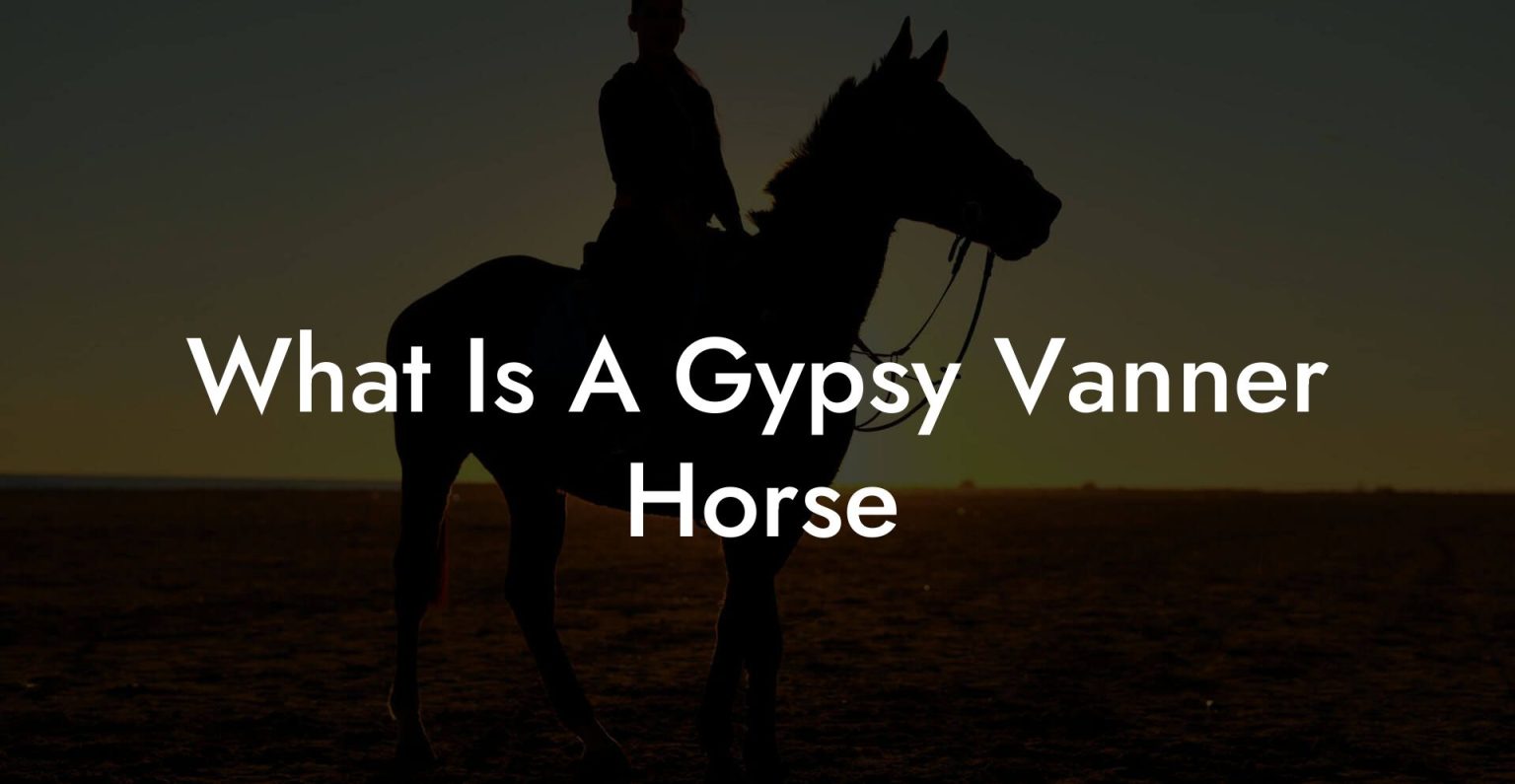 What Is A Gypsy Vanner Horse How To Own a Horse