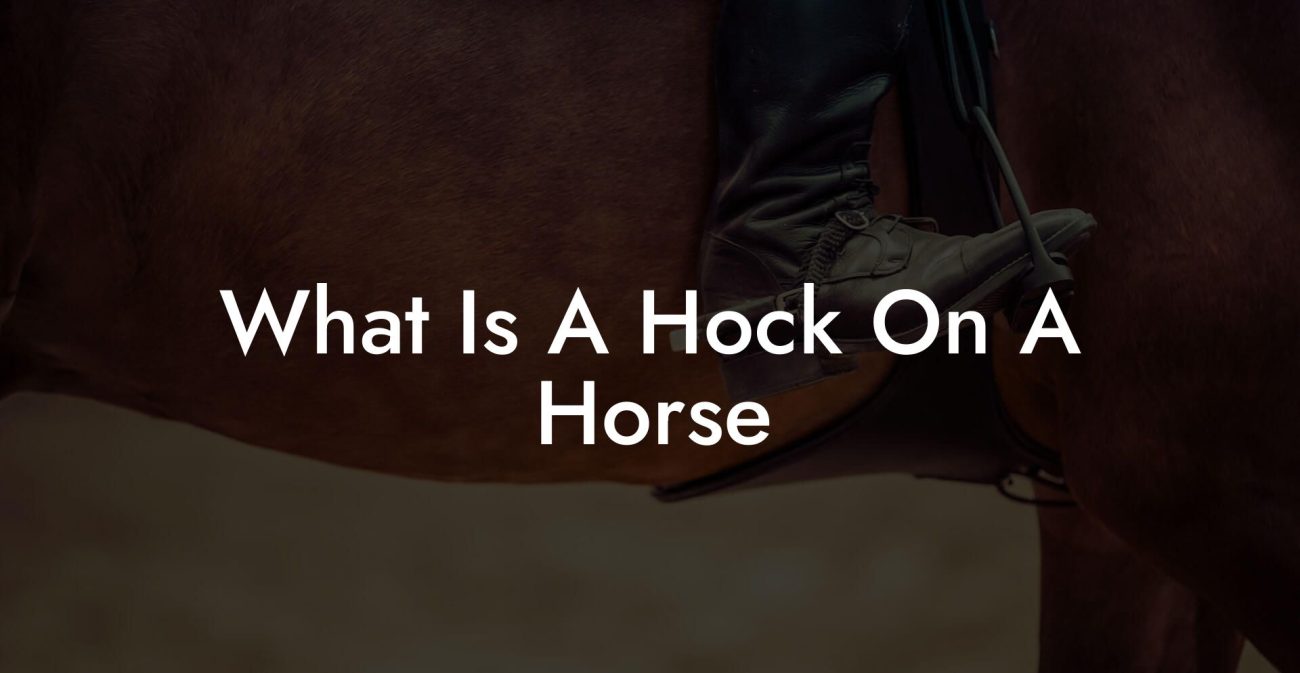 What Is A Hock On A Horse