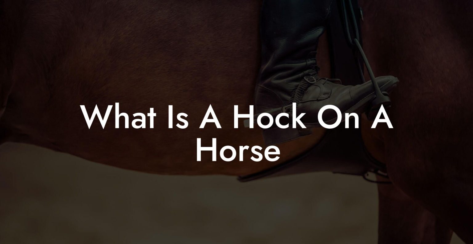 What Is A Hock On A Horse How To Own a Horse