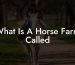 What Is A Horse Farm Called