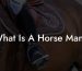 What Is A Horse Mane