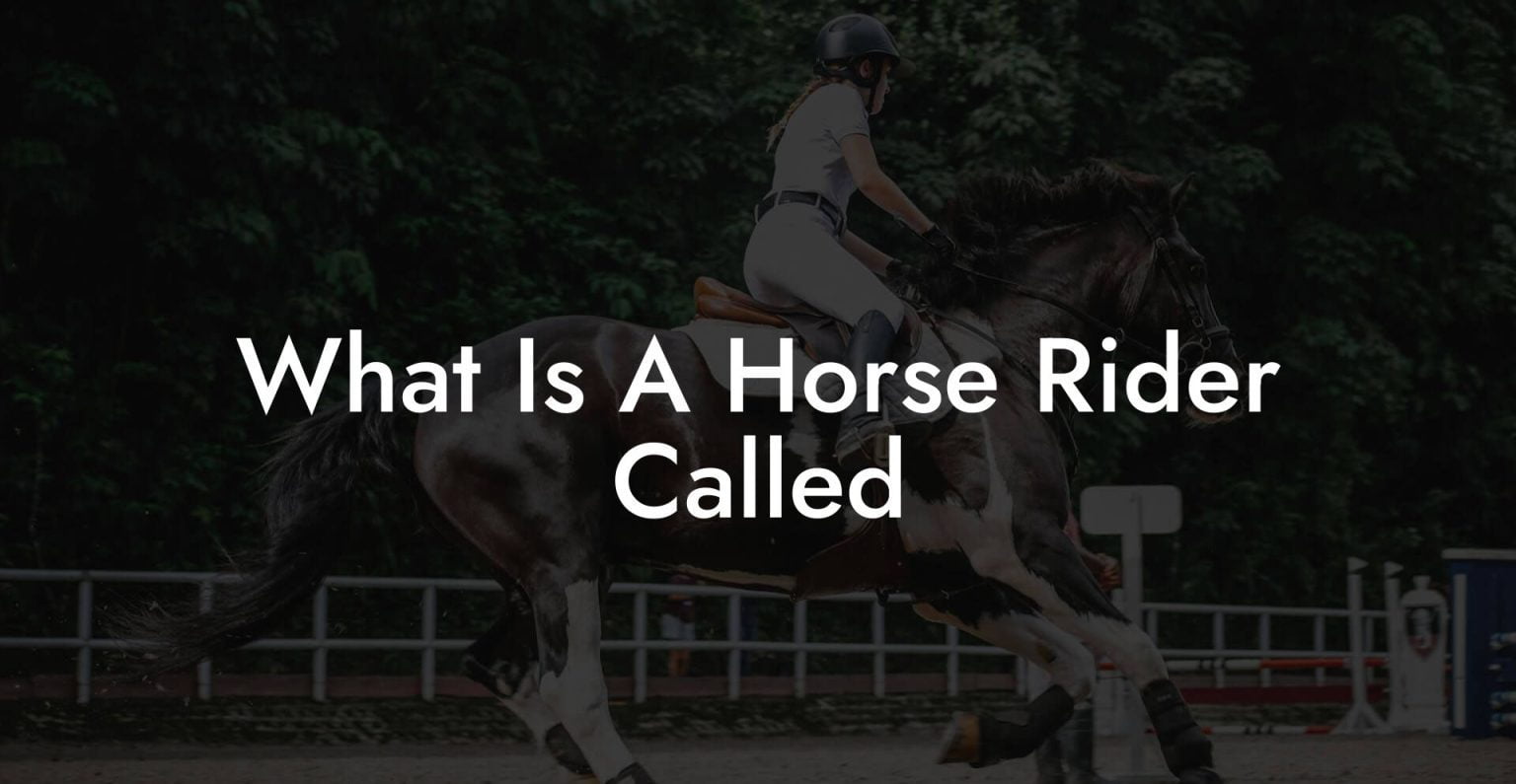 What Is A Horse Rider Called How To Own a Horse