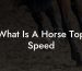 What Is A Horse Top Speed