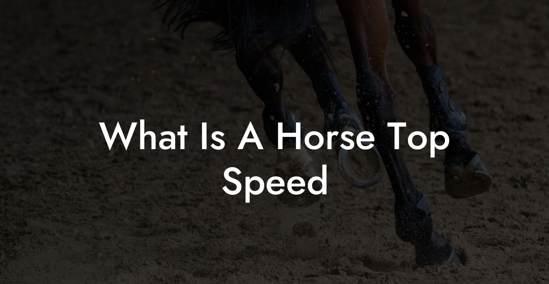 What Is A Horse Top Speed