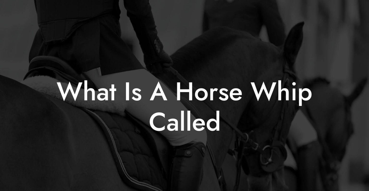 What Is A Horse Whip Called How To Own a Horse