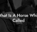 What Is A Horse Whip Called