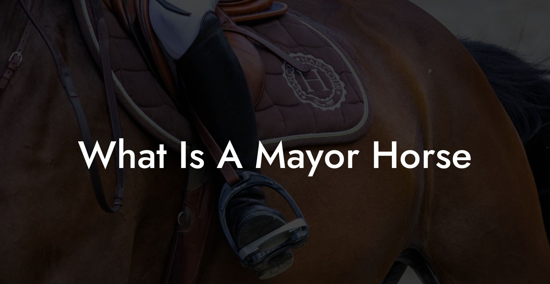 What Is A Mayor Horse