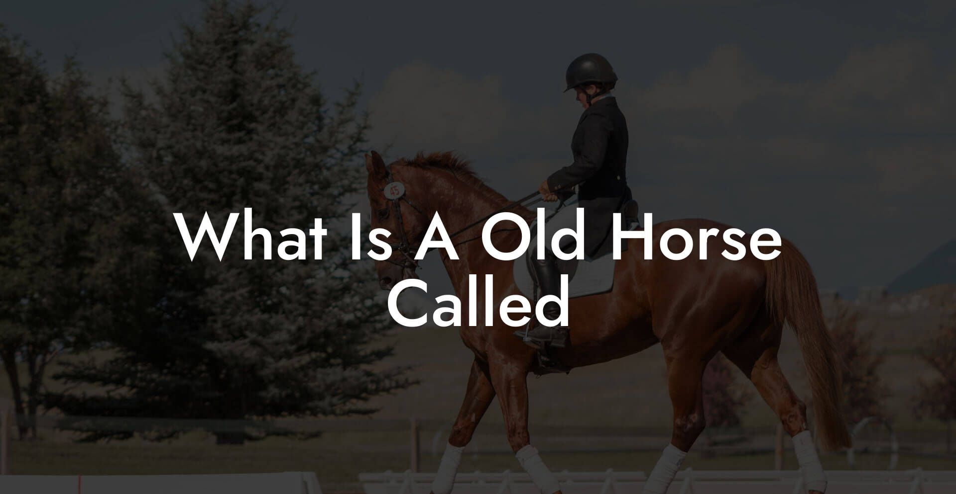 What Is A Old Horse Called
