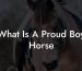 What Is A Proud Boy Horse
