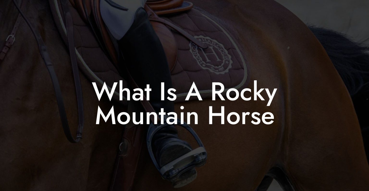 What Is A Rocky Mountain Horse How To Own a Horse