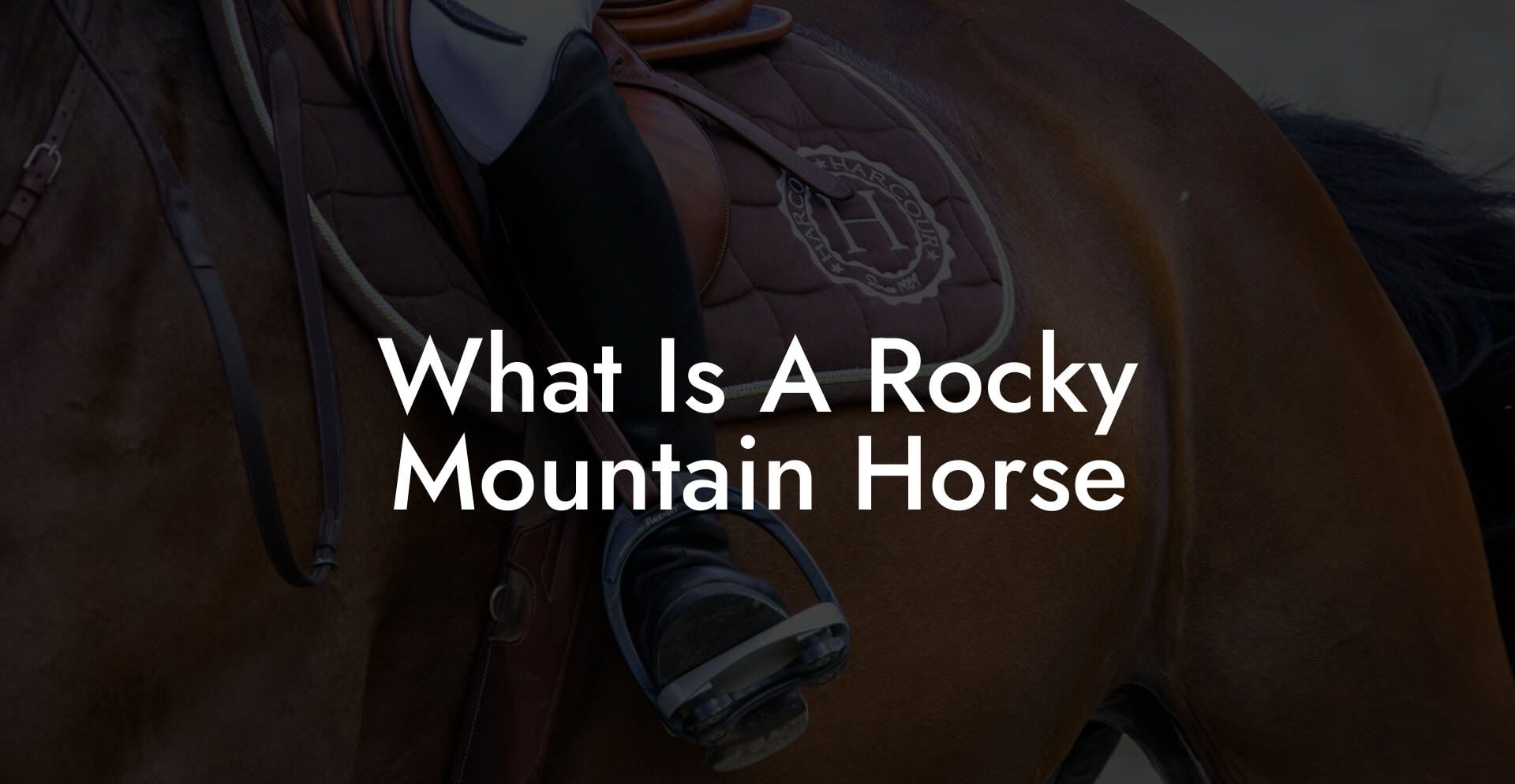 What Is A Rocky Mountain Horse