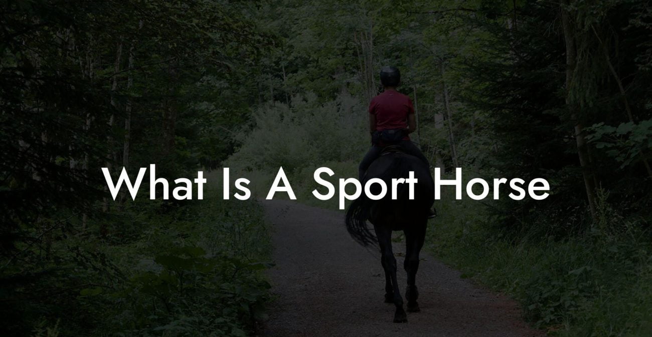 What Is A Sport Horse