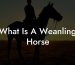 What Is A Weanling Horse