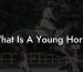 What Is A Young Horse