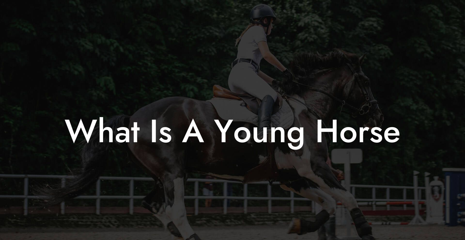 What Is A Young Horse