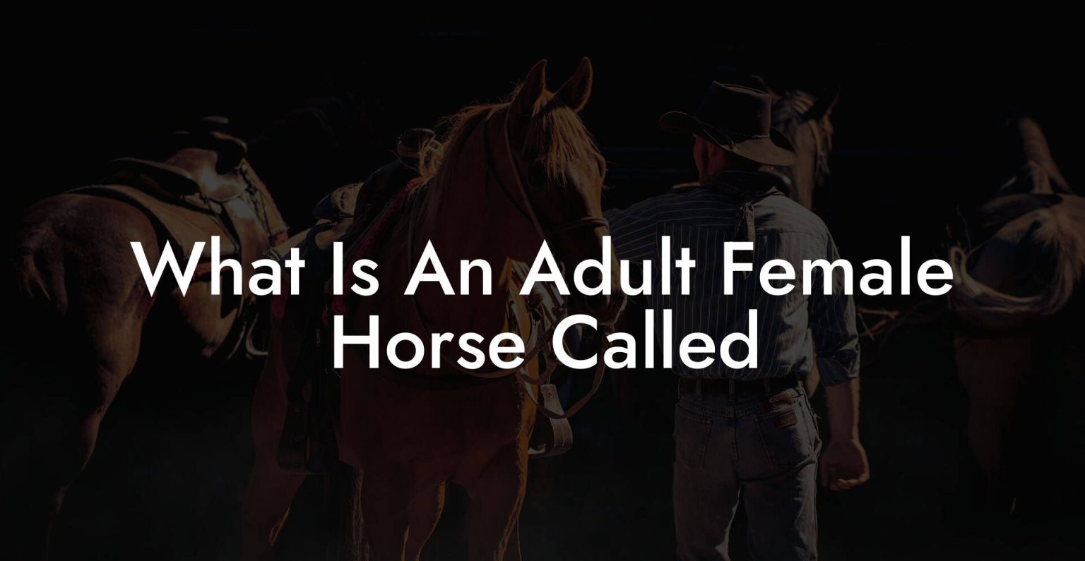 What Is An Adult Female Horse Called How To Own a Horse