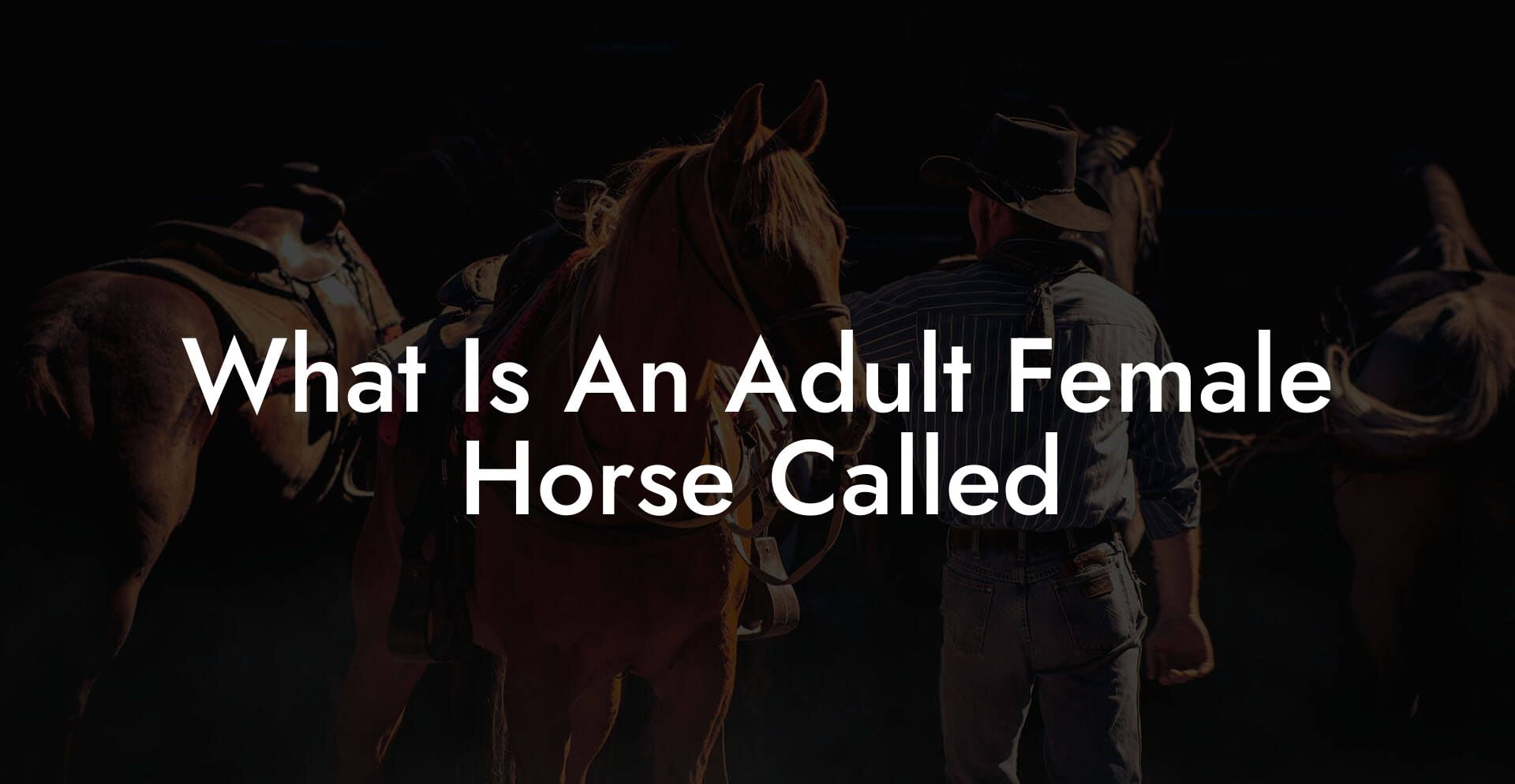 What Is An Adult Female Horse Called