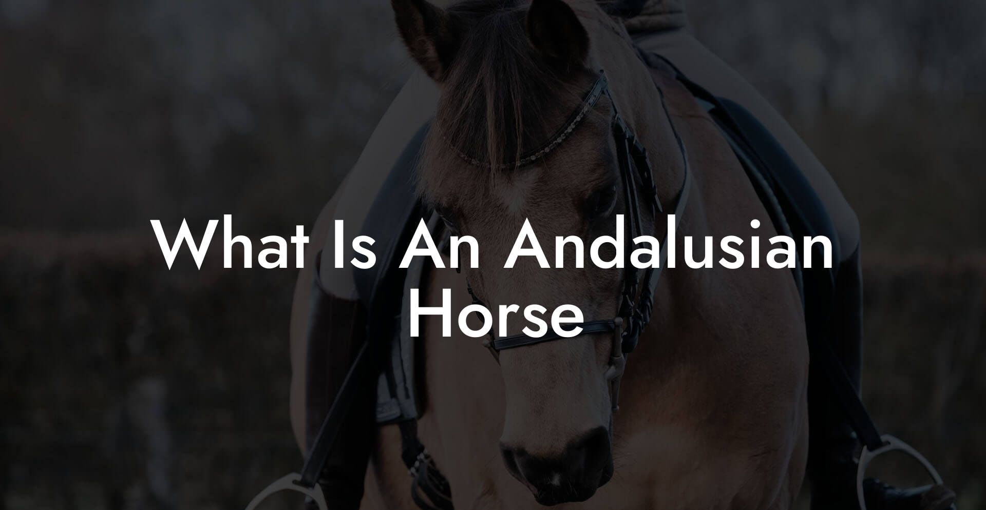 What Is An Andalusian Horse