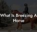 What Is Breezing A Horse
