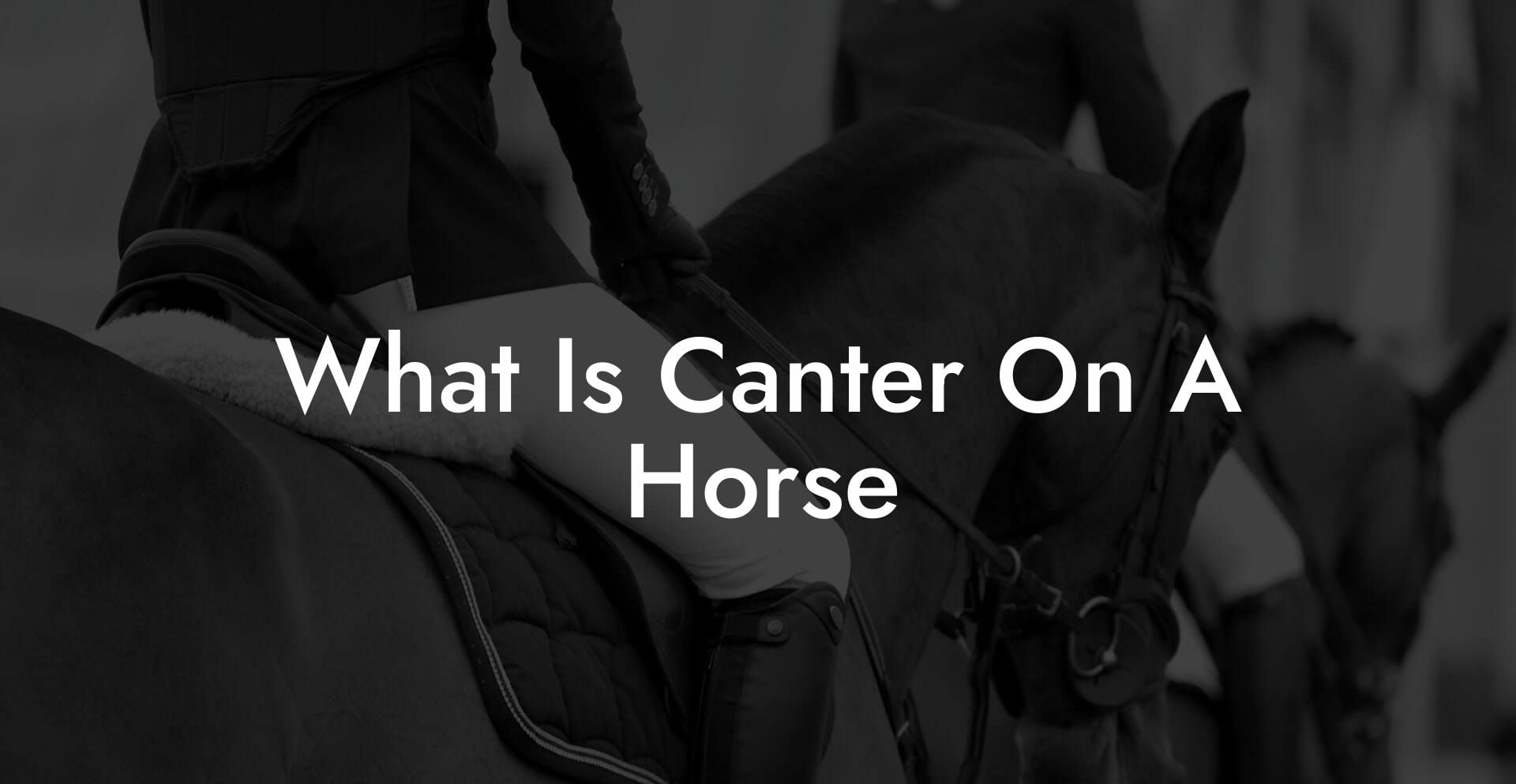 What Is Canter On A Horse