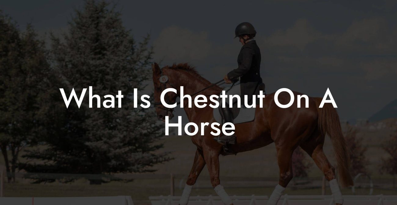 What Is Chestnut On A Horse