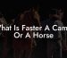 What Is Faster A Camel Or A Horse