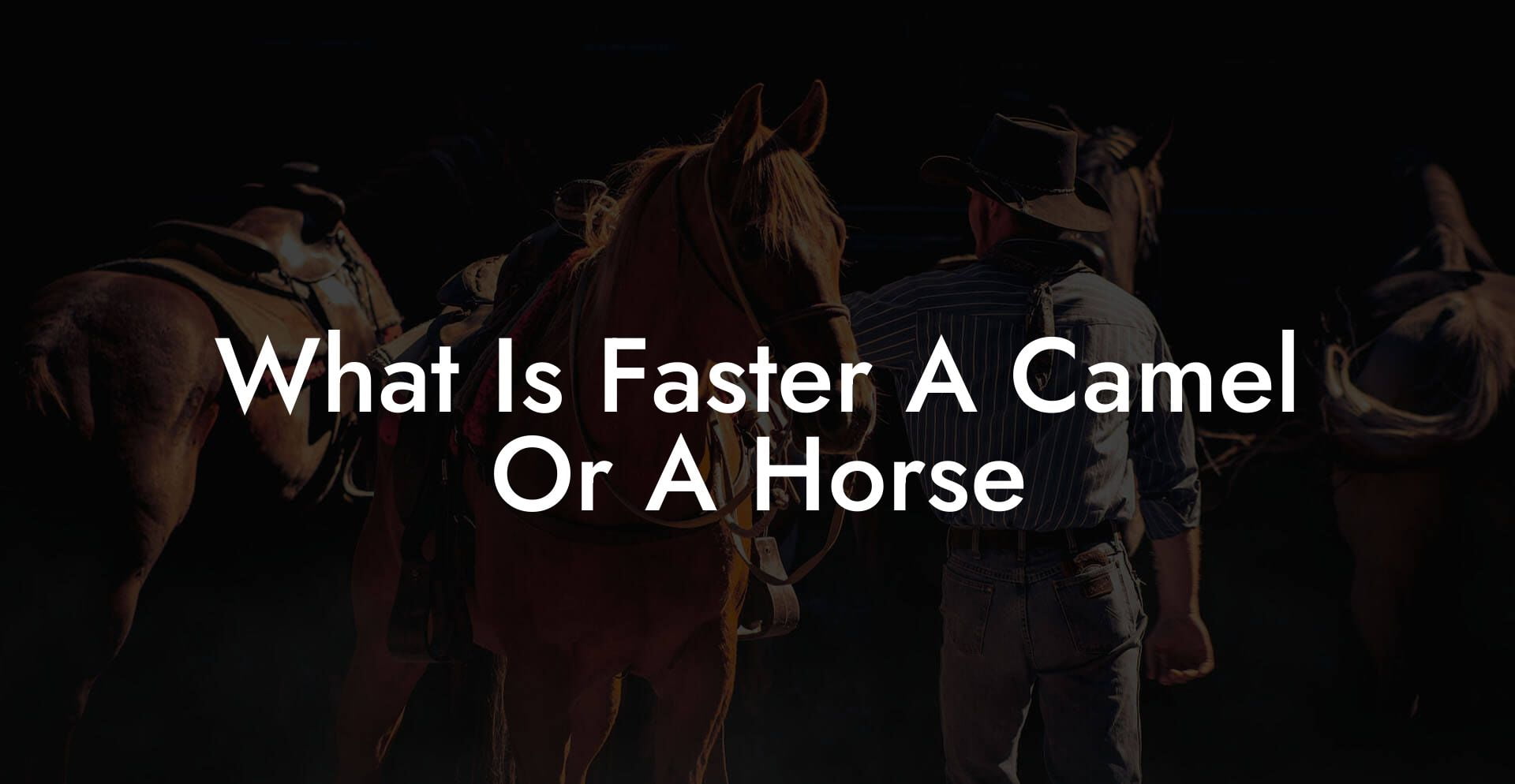 What Is Faster A Camel Or A Horse