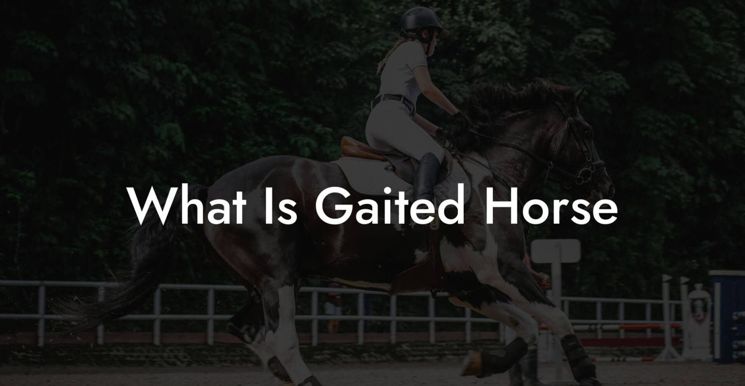 What Is Gaited Horse How To Own a Horse