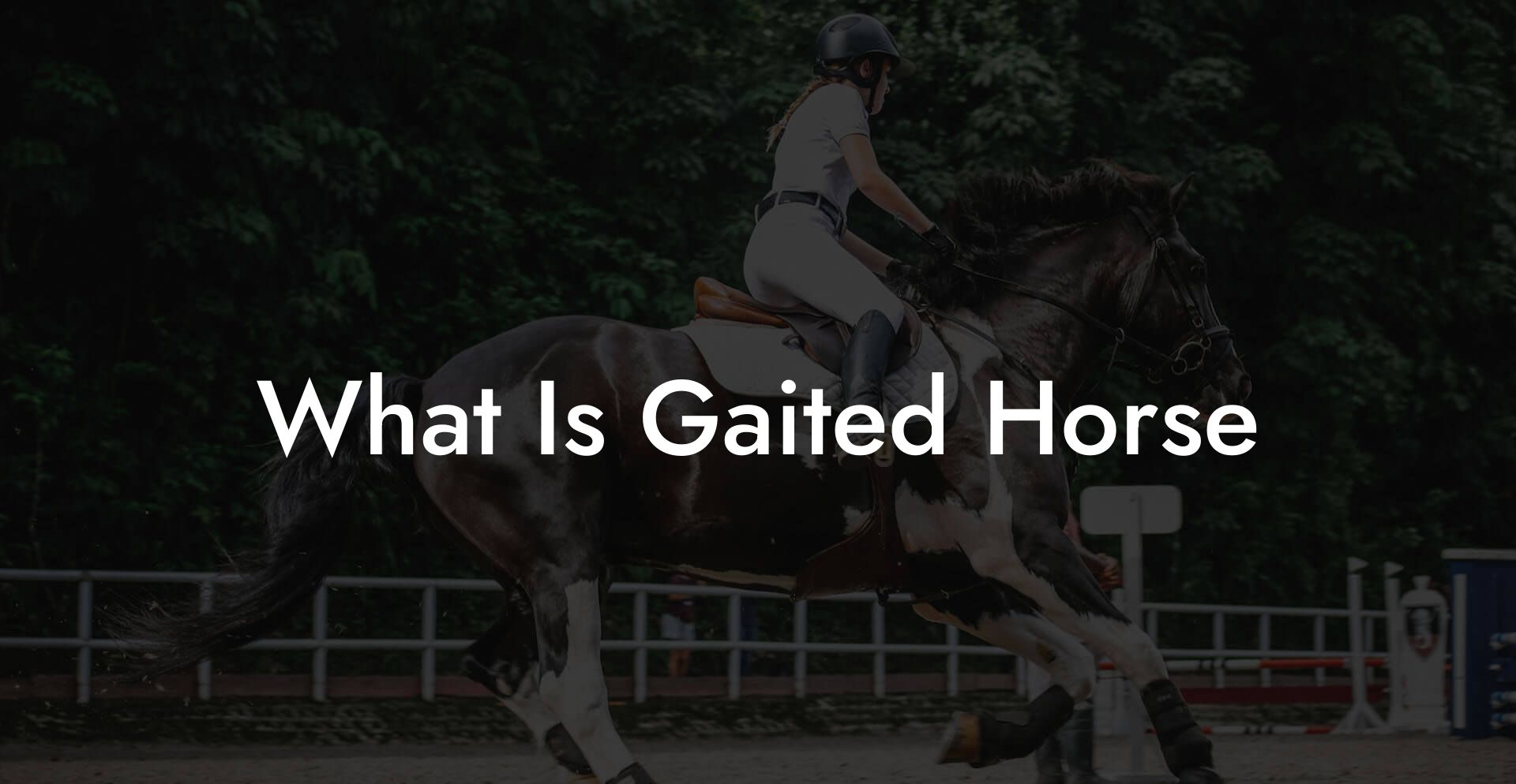 What Is Gaited Horse
