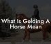 What Is Gelding A Horse Mean