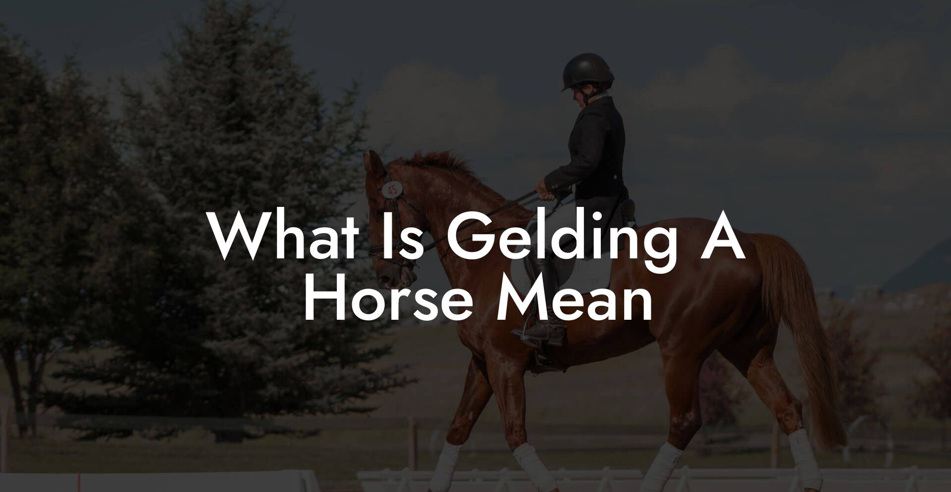 What Is Gelding A Horse Mean